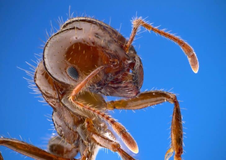 How to effectively eliminate fire ants in your yard? 1 - Flowers & Plants