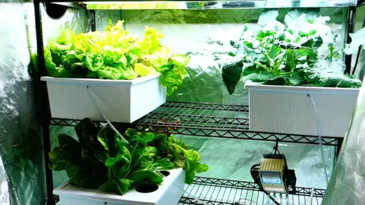 The Grow Tent Set-Up and Why You Should Use a Fan 13 - Urban Gardens & Agriculture