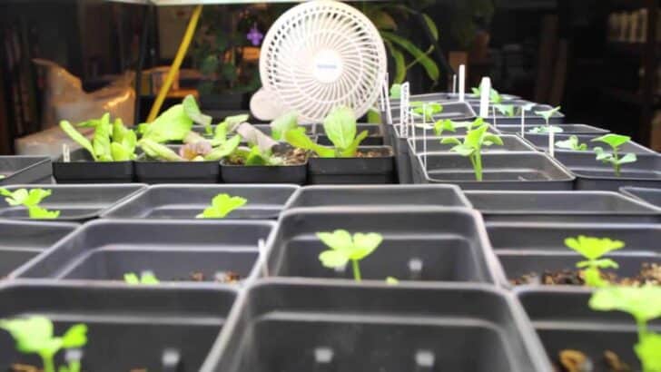 The Grow Tent Set-Up and Why You Should Use a Fan 41 - Urban Gardens & Agriculture