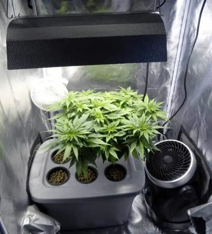 The Grow Tent Set-Up and Why You Should Use a Fan 22 - Urban Gardens & Agriculture