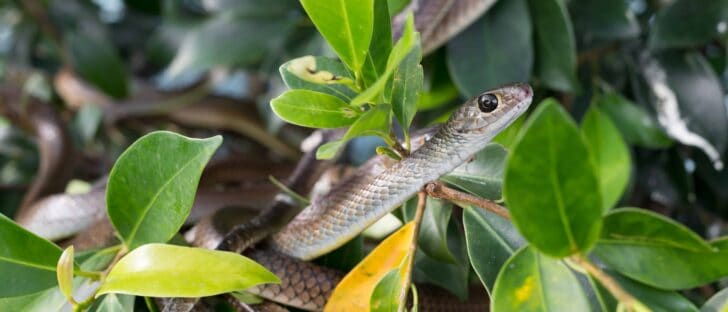 Snake Removal 101: How To Keep Snakes Out Of Your Garden 1 - Flowers & Plants