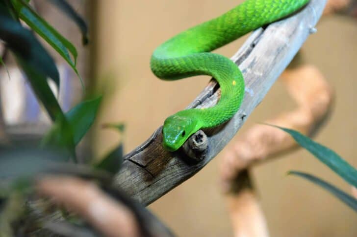Snake Removal 101: How To Keep Snakes Out Of Your Garden 35 - Flowers & Plants