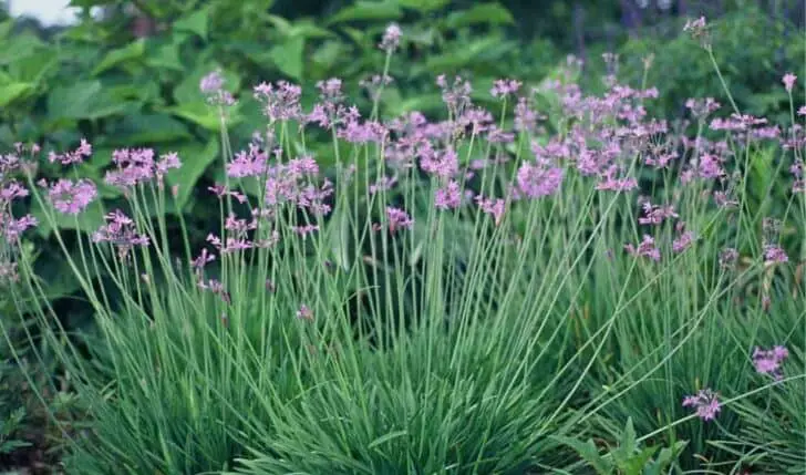 Snake Removal 101: How To Keep Snakes Out Of Your Garden 12 - Flowers & Plants