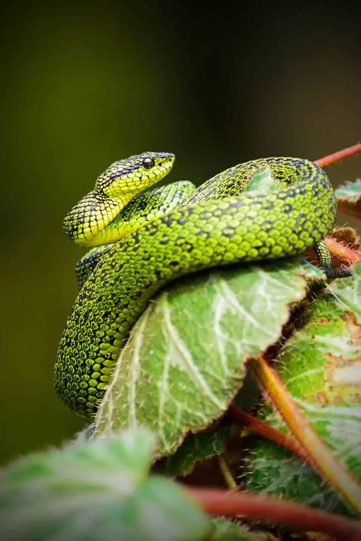 Snake Removal 101: How To Keep Snakes Out Of Your Garden 5 - Flowers & Plants