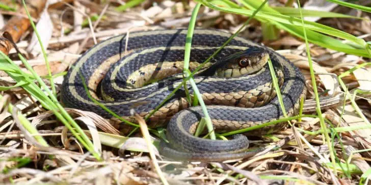 Snake Removal 101: How To Keep Snakes Out Of Your Garden 3 - Flowers & Plants