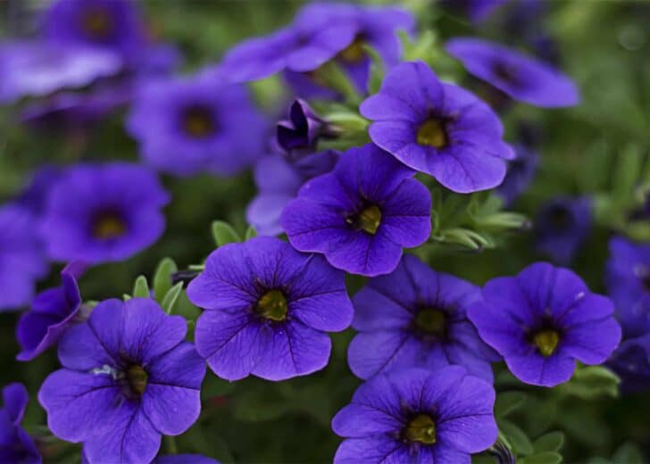 Six Plants That Repel Bugs from Your Garden 9 - Flowers & Plants