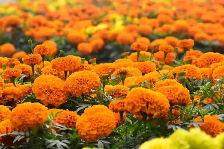 Six Plants That Repel Bugs from Your Garden 2 - Flowers & Plants - 1001 Gardens Six Plants That Repel Bugs from Your Garden 1 - Flowers & Plants