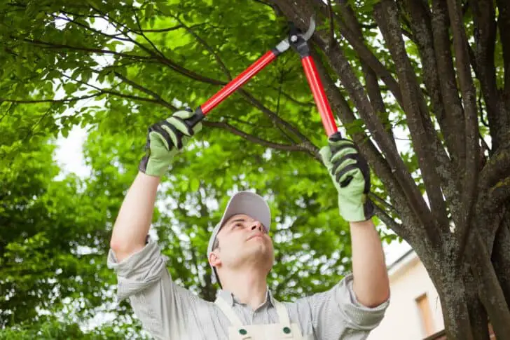 A Beginners Guide to Tree Pruning 9 - Flowers & Plants