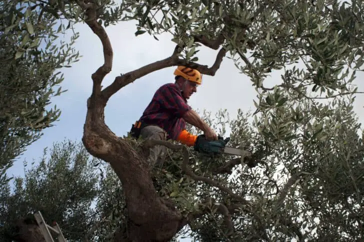 A Beginners Guide to Tree Pruning 15 - Flowers & Plants