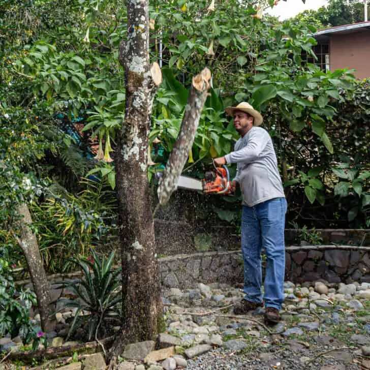 A Beginners Guide to Tree Pruning 5 - Flowers & Plants