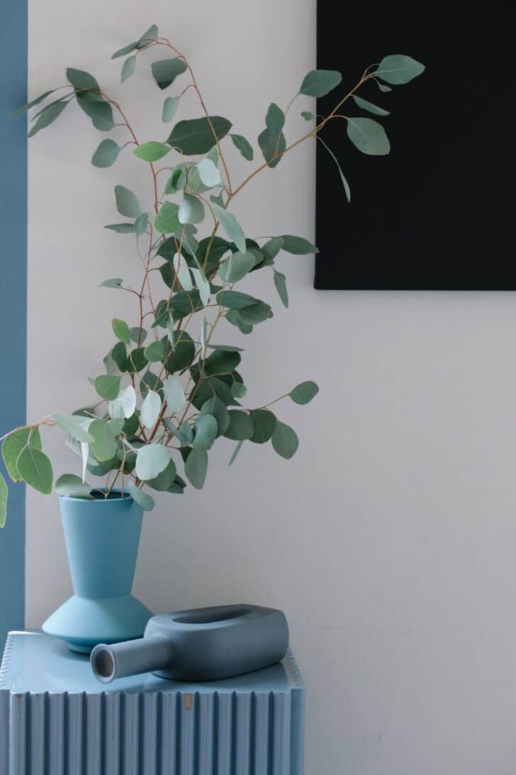 Eucalyptus Plant Grow & Care