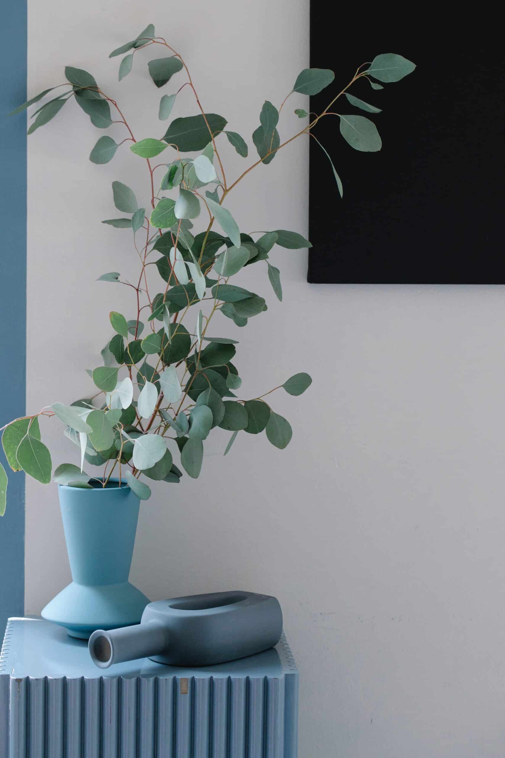 Eucalyptus Plant Grow & Care - 1001 Gardens