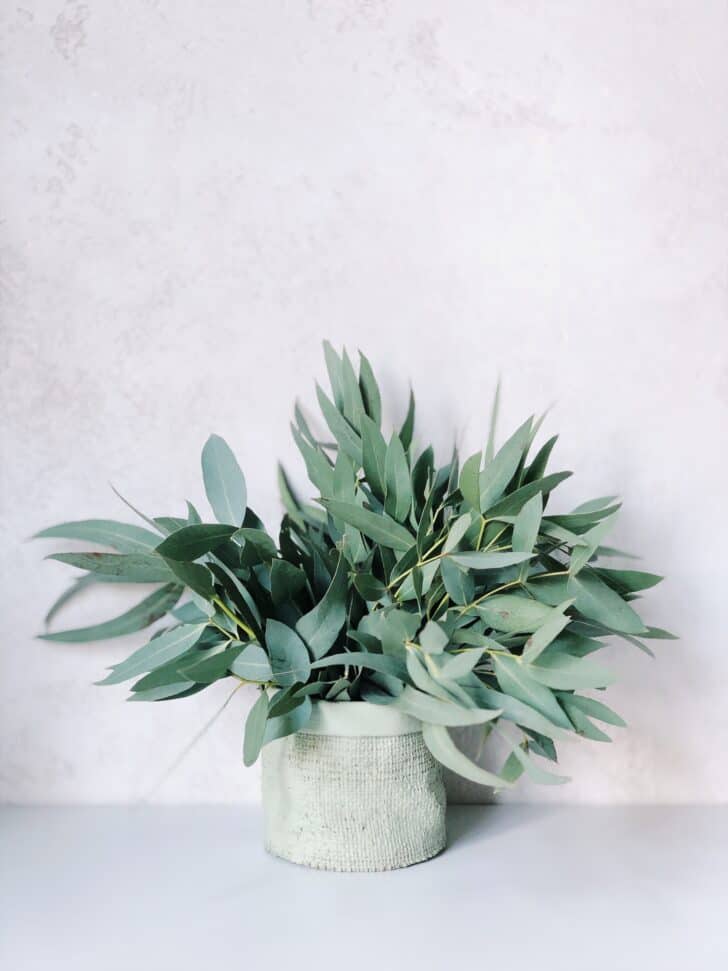 Eucalyptus Plant Grow & Care 1 - Flowers & Plants - 1001 Gardens Eucalyptus Plant Grow & Care