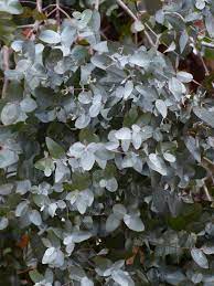 Eucalyptus Plant Grow & Care