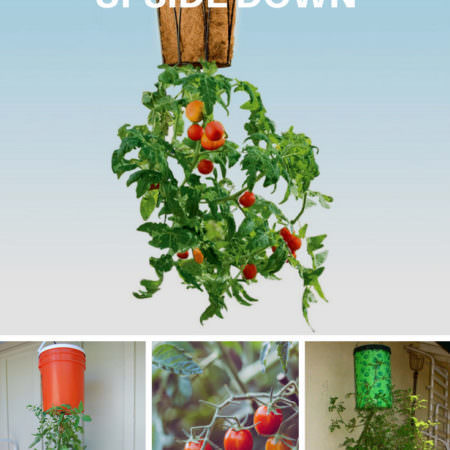 1001gardens.org-home-grown-tomatoes-upside-down-planter-06 1001gardens.org-home-grown-tomatoes-upside-down-planter-06