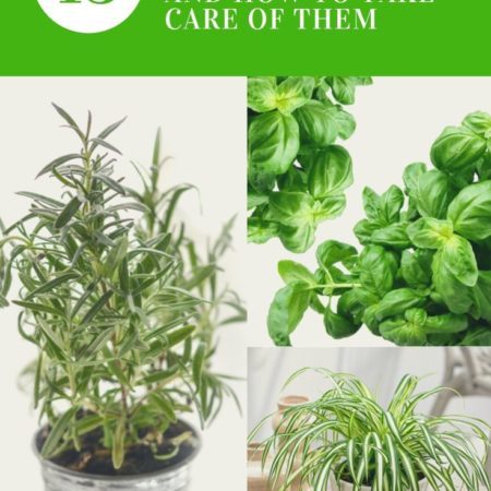 15 Plants for your Indoor Garden and how to take care of them 15 Plants for your Indoor Garden and how to take care of them