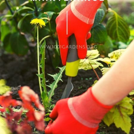 4 Important Tips For Garden Maintenance 4 Important Tips For Garden Maintenance