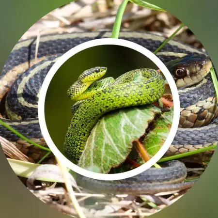 How To Keep Snakes Out Of Your Garden